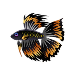 Orange Blackfin Betta